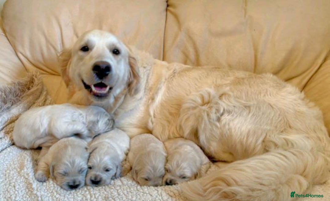 Golden Retriever dogs for sale: CHUNKY GOLDEN RETRIEVER PUPPIES AVAILABLE £1450 - Advert 2