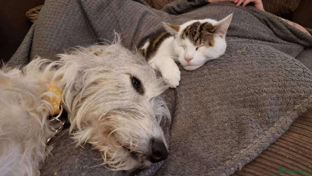 Deerhound dogs for adoption: Gentle Deerhound Cross Hunter Seeks Loving Home - Image 3