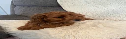 Cavapoo dogs for sale: Outstanding fox red cavapoo puppy - Advert 10