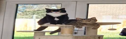 British Shorthair cats for sale: Two handsome, loving cats that go by Jam and Oat in Leicester - Advert 10