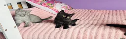 Scottish Fold cats for sale: Beautiful Scottish fold/straight kittens - Advert 9