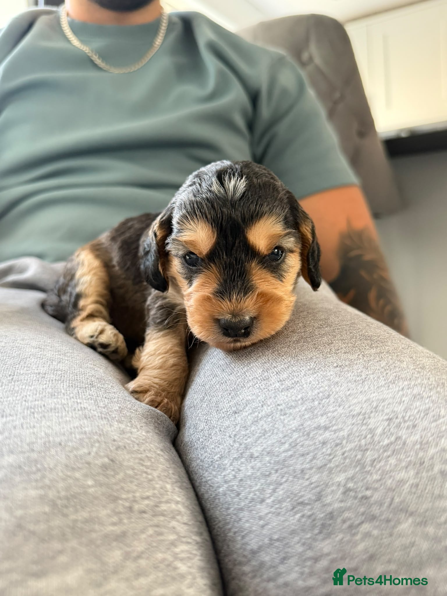 Cockapoo dogs for sale: Beautifully marked last F2 Cockapoo boy! - Advert 1