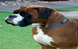 Boxer dogs for stud: Health tested Bobtail stud - Image 1