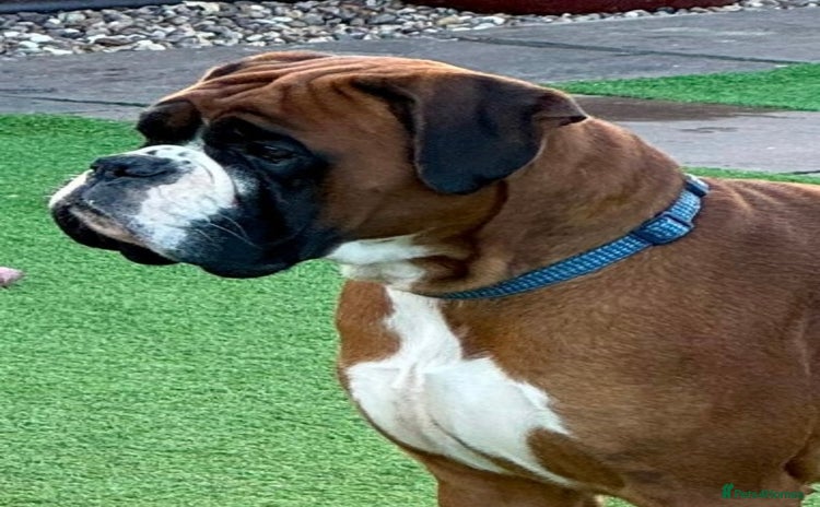 Boxer dogs - Advert 10