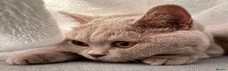 British Longhair cats for sale: Stunning lilac longhair British shorthair kittens. - Advert 13