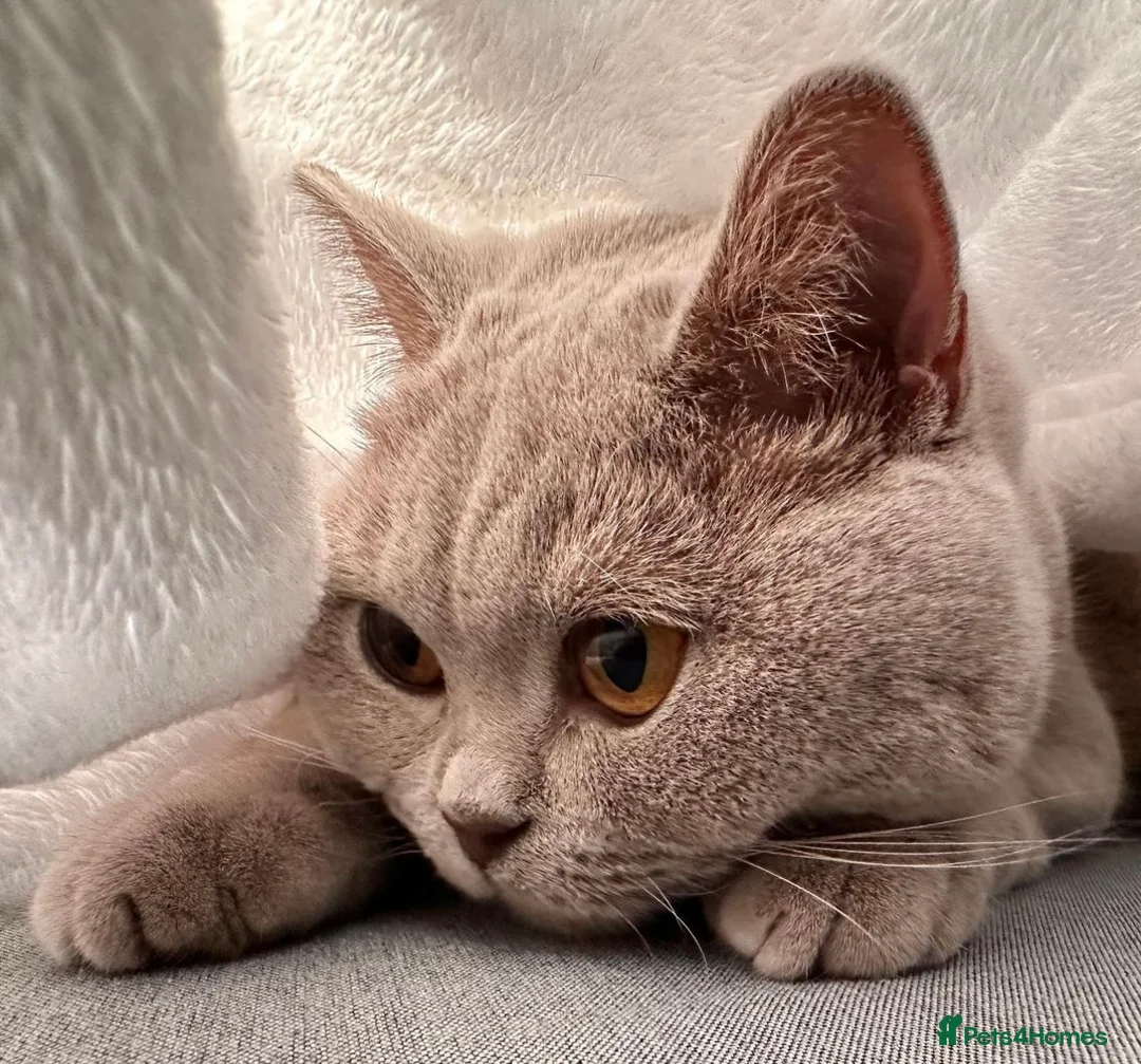 British Longhair cats for sale: Stunning lilac longhair British shorthair kittens. - Advert 13