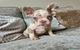 French Bulldog dogs for sale: Ready now! Last male available!  - Image 2
