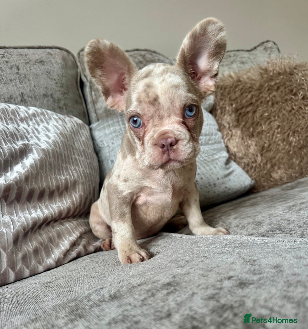 French Bulldog dogs for sale: Ready now! Last male available!  - Image 2