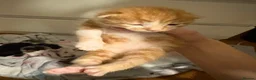 Domestic Shorthair cats for sale: Kittens for sale  - Advert 14