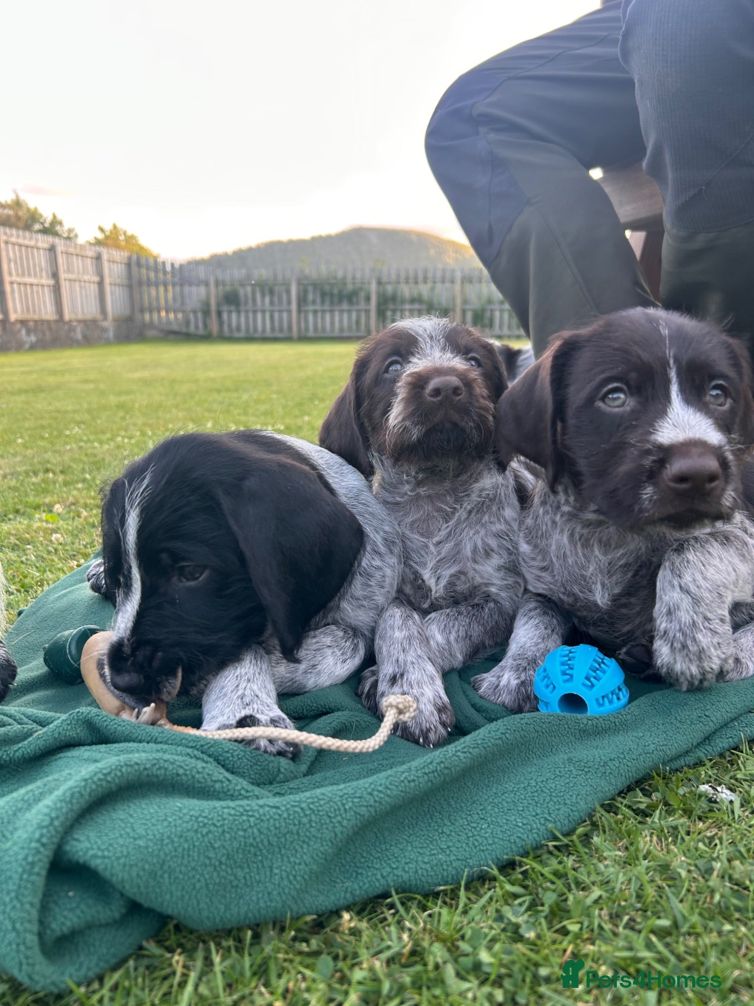 German Wirehaired Pointer dogs German Wirehaired Pointer Puppies - Advert 1
