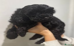 Cavapoo dogs for sale: Health tested parents  - Image 3