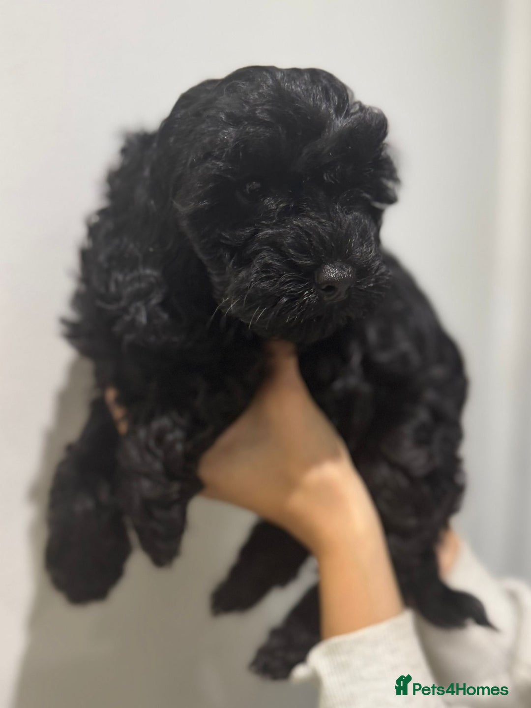 Cavapoo dogs for sale: Health tested parents  - Image 3