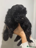 Cavapoo dogs - Advert 10