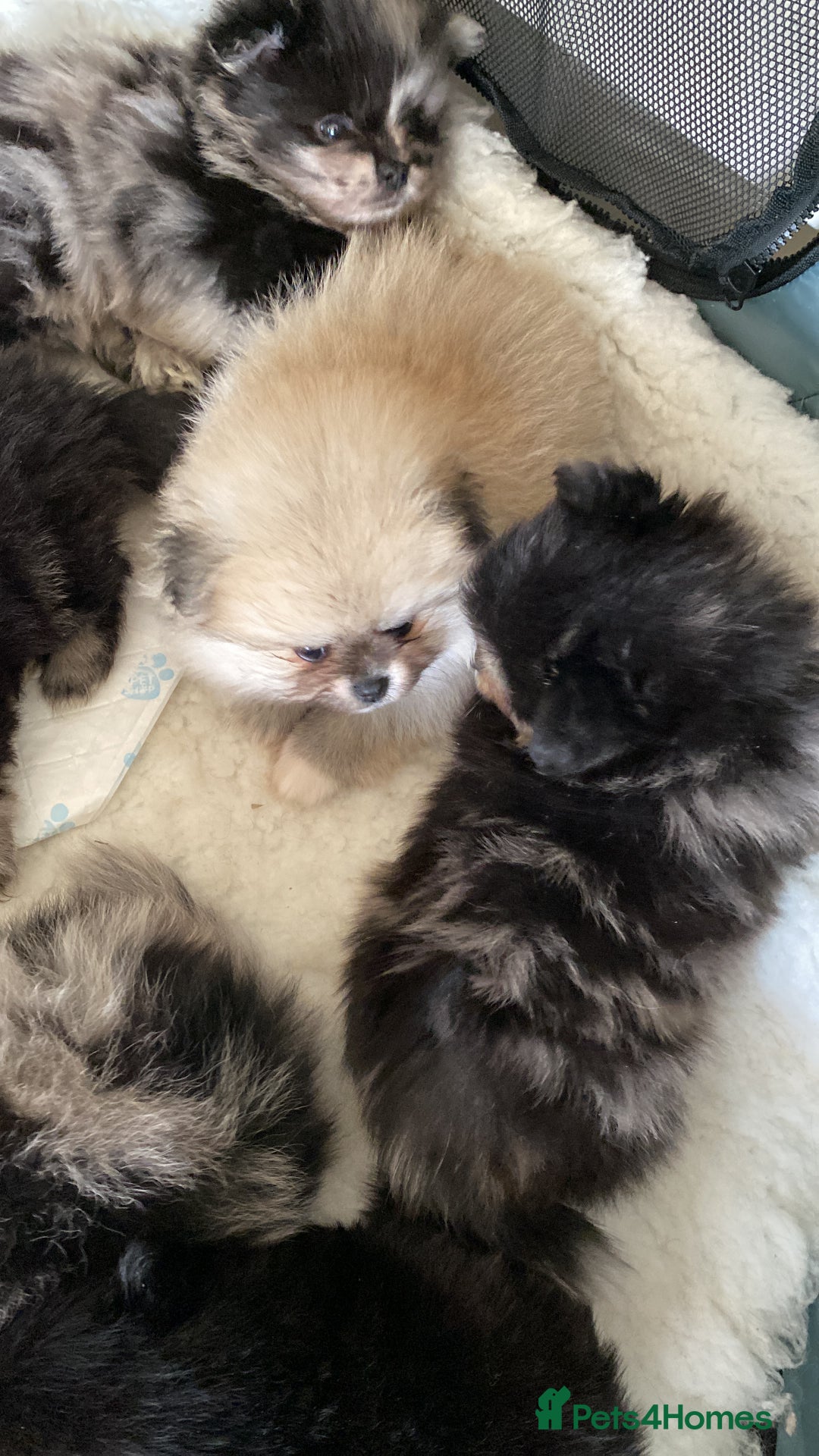 Pomeranian dogs for sale: Stunning litter merl Pomeranian - Image 26