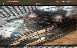 German Shepherd dogs for sale: Pure bred boy German shepherd for sale - Image 2