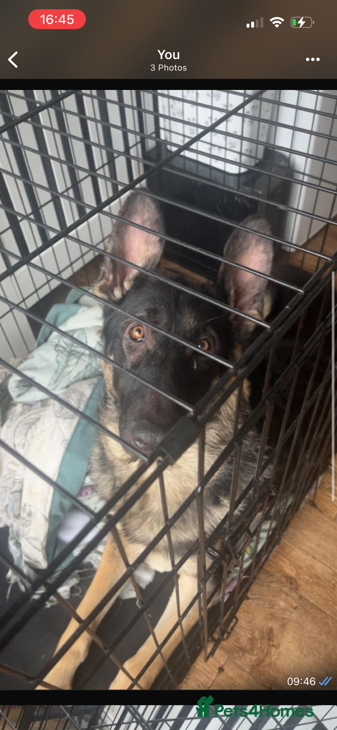 German Shepherd dogs for sale: Pure bred boy German shepherd for sale - Image 2