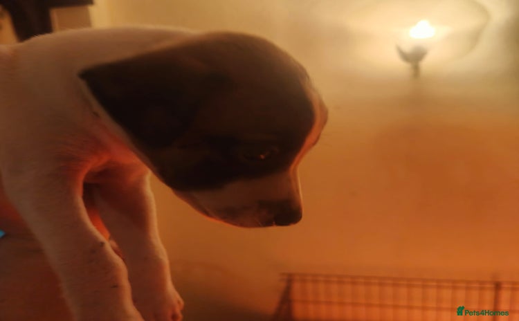 Whippet dogs - Advert 5
