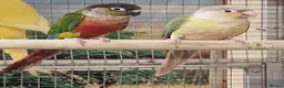 Parrots birds for sale: Amazos/Parakeets/Parrots available  - Advert 12