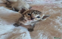 Oriental cats for sale: 2 Oriental boys left ( sold ) - Image 18