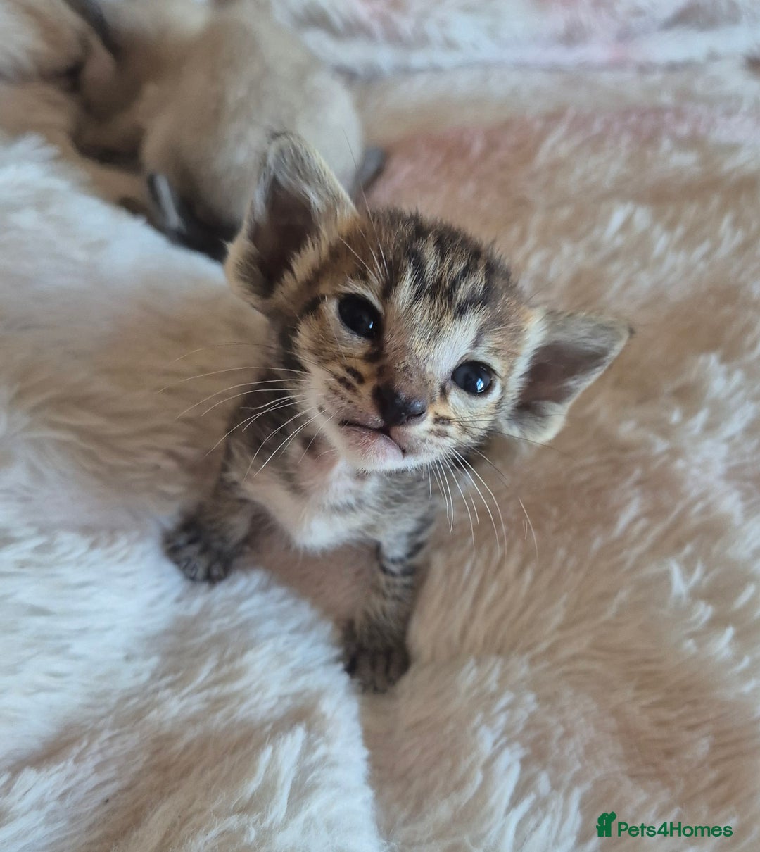 Oriental cats for sale: 2 Oriental boys left ( sold ) - Image 18