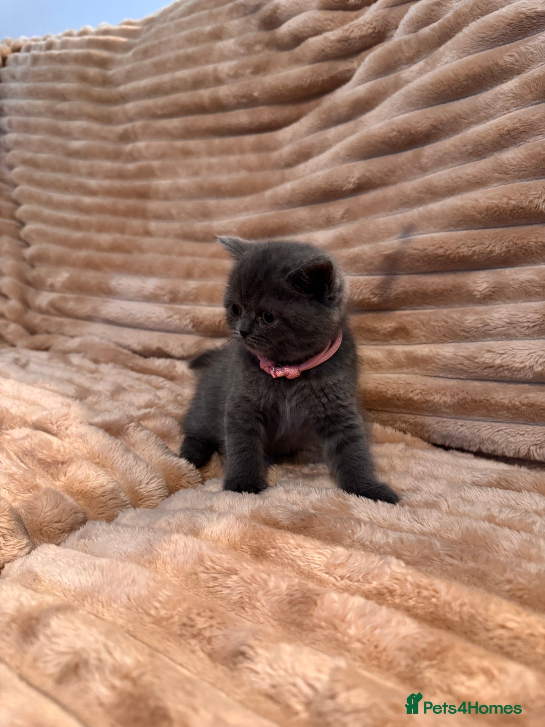 British Shorthair cats for sale: 7 lovely BSH😍 - Advert 4