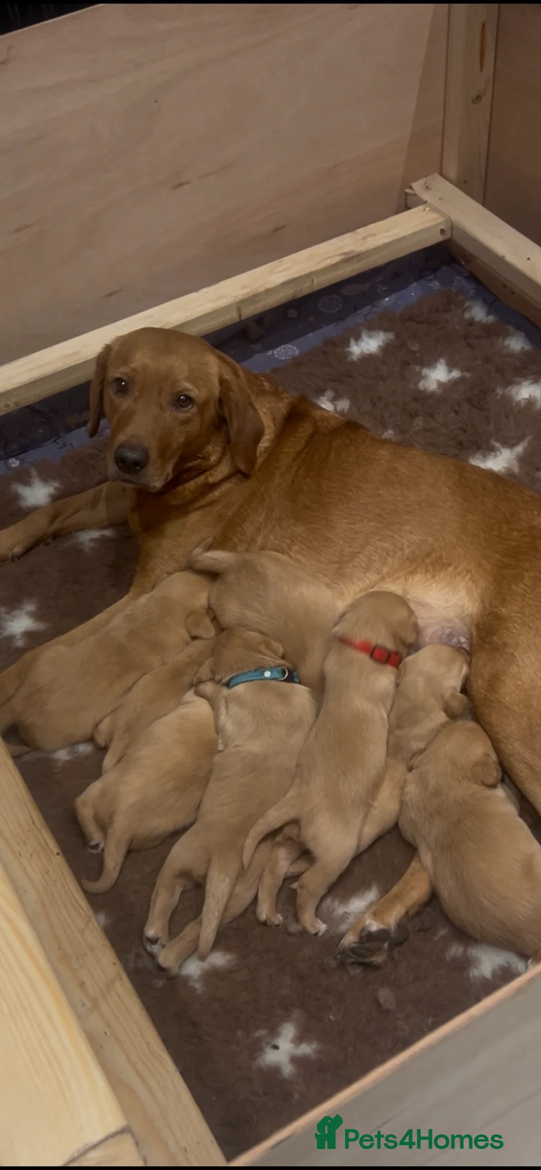 Labrador Retriever dogs for sale: MUST SEE FOX RED  KC 5⭐️⭐️⭐️⭐️⭐️CHAMPION LINE PUPS in Rotherham - Advert 2