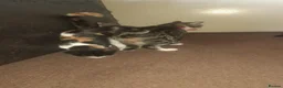 Mixed Breed cats for sale: Beautiful girl for sale  - Advert 8