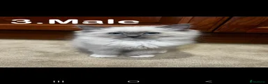 Ragdoll 3