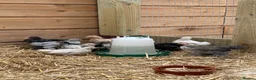 Chickens poultry for sale: Mixed sex bantam/Sussex chicks in Warminster - Advert 4