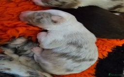 Border Collie dogs for sale: Border collie puppies  - Image 4