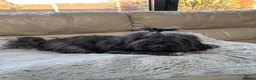 Bolognese dogs for sale: Loving Pedigree Bolognese Girl for Forever Home - Advert 5