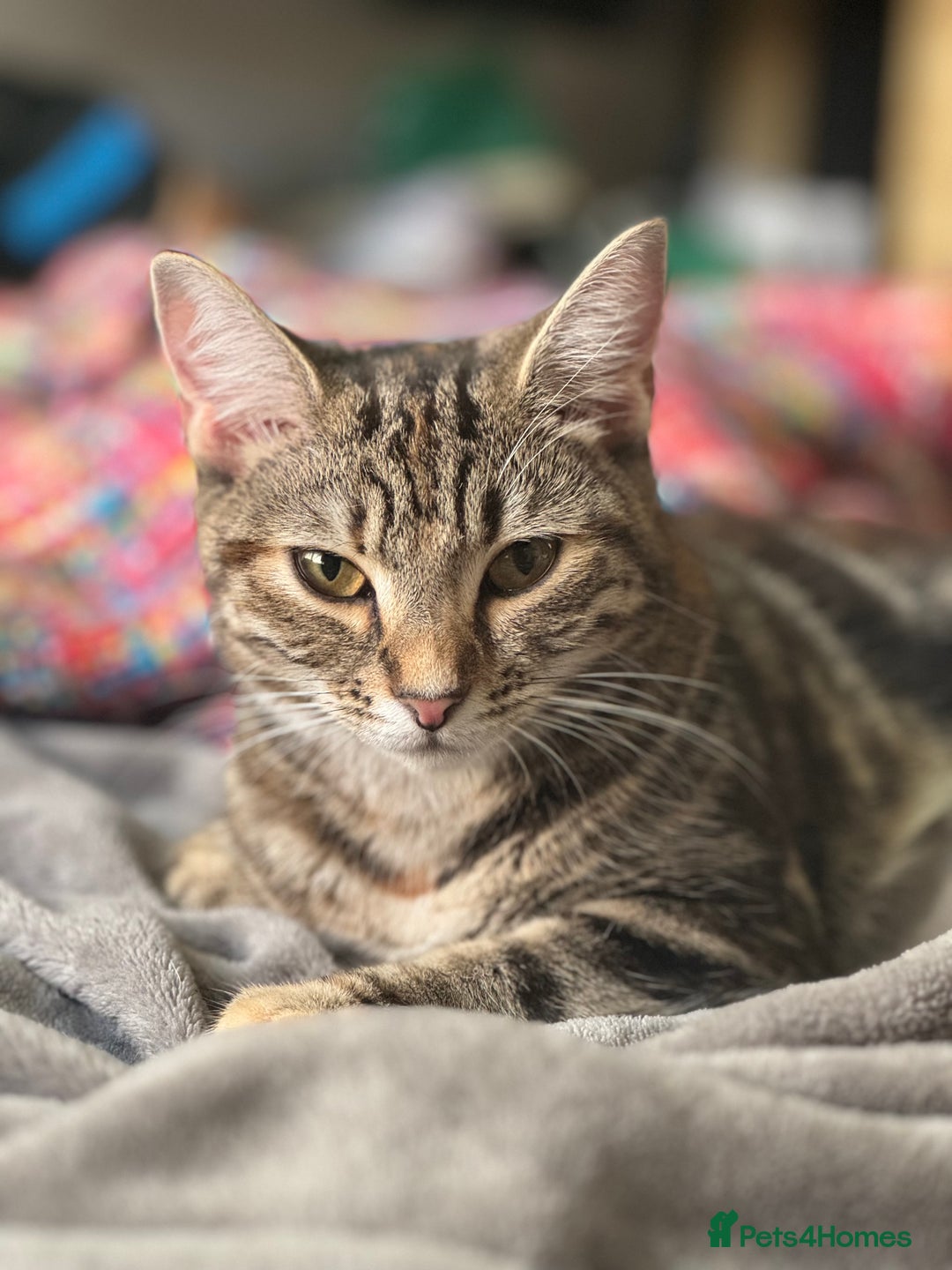 Mixed Breed cats for sale: 5 gorgeous fluffy tabby kittens  - Advert 2