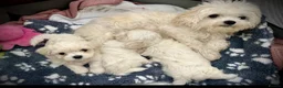 Maltese dogs for sale: Malitachon X Korean miniature Maltese ❤️ - Advert 2