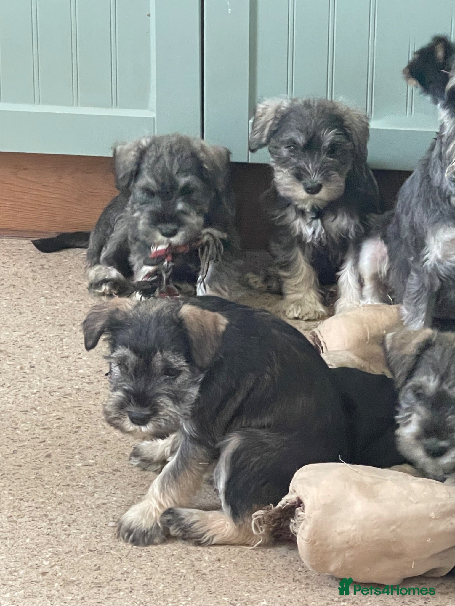 Miniature Schnauzer dogs KC reg miniature schnauzer puppies for sale  - Advert 12