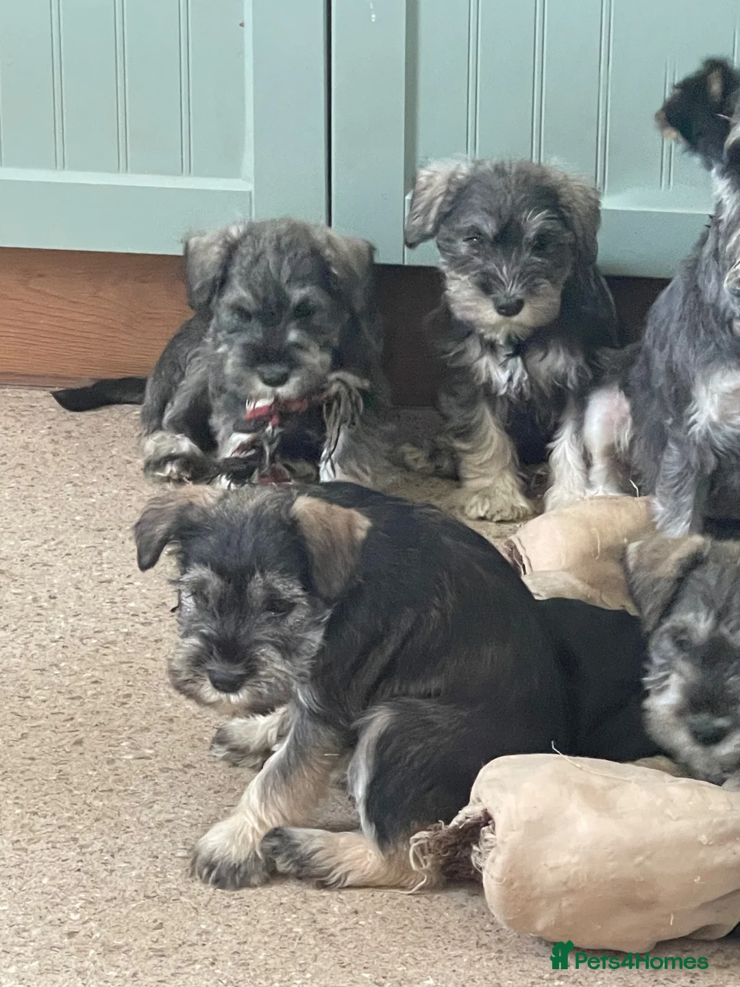 Miniature Schnauzer dogs for sale: KC reg miniature schnauzer puppies for sale  - Advert 1