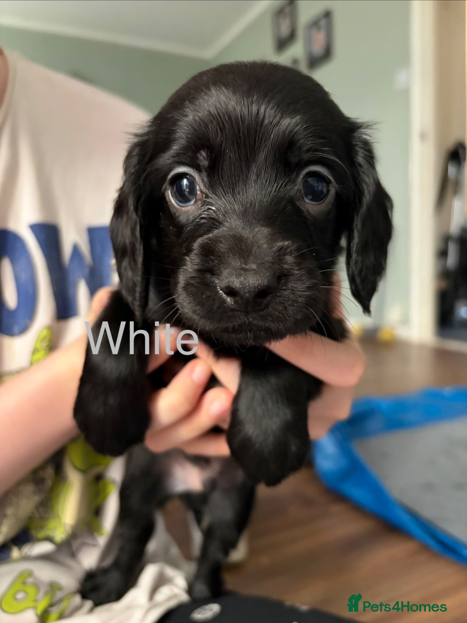 Cockapoo dogs Litter of 8 cockapoos - Advert 16