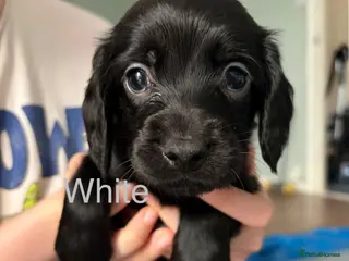 Cockapoo dogs 3 gorgeous cockapoo puppies - Advert 1