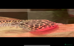Leopard Gecko reptiles for sale: Leopard gecko and viv  - Image 2
