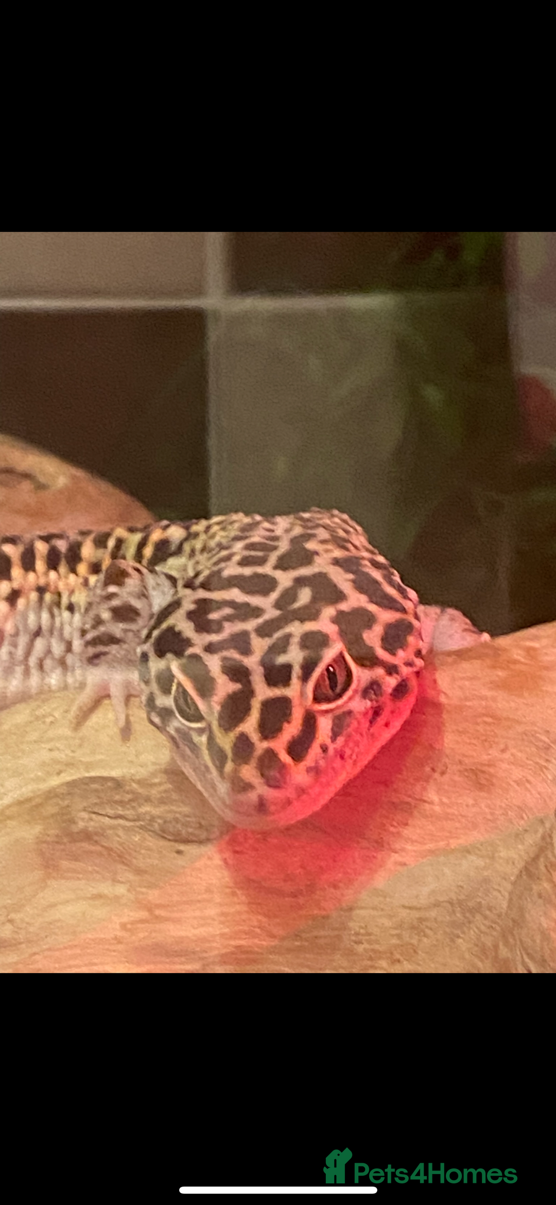 Leopard Gecko reptiles for sale: Leopard gecko and viv  - Image 2