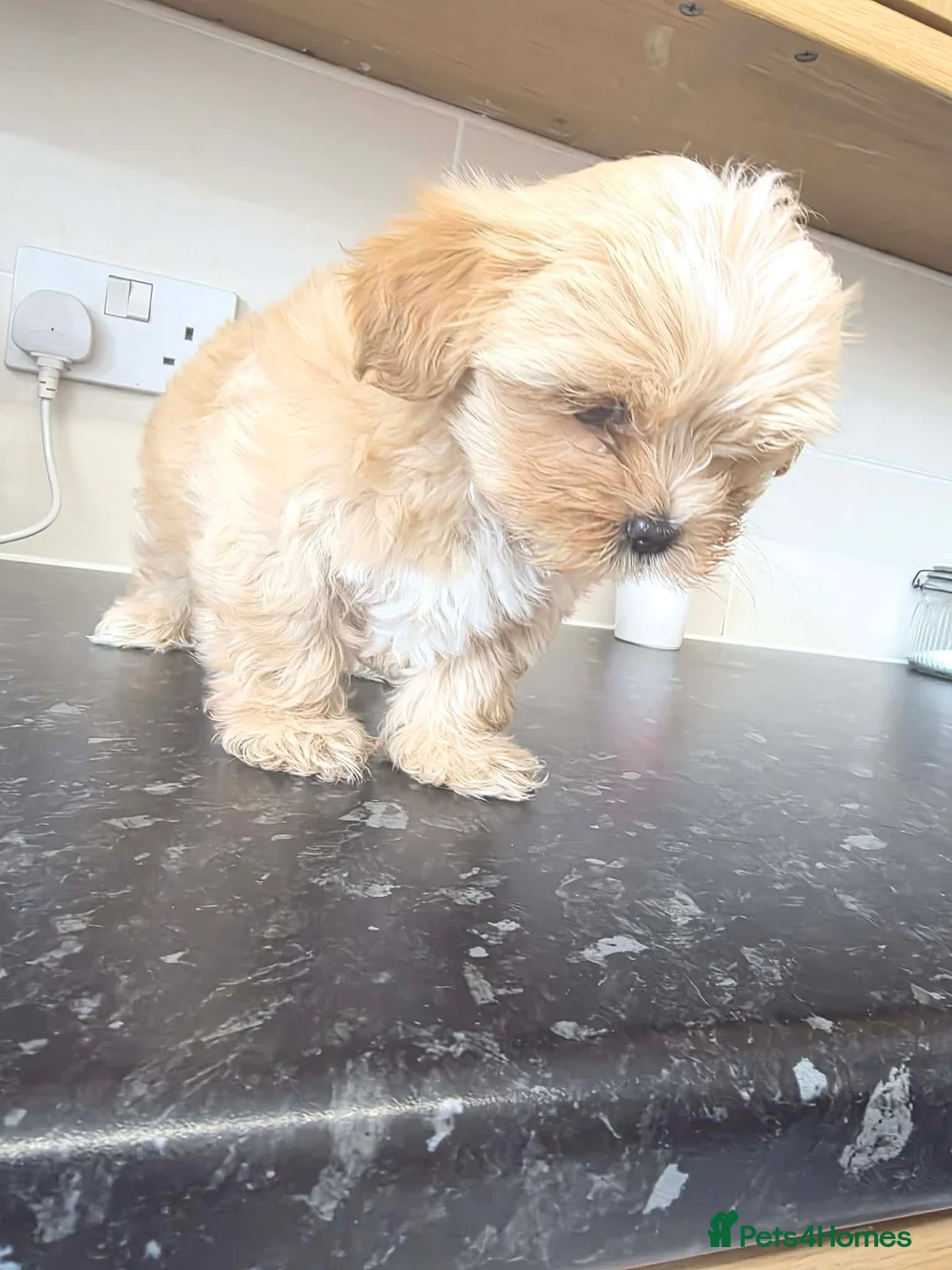 Shorkie dogs for sale: Shihtzu x Yorkie pups  - Advert 5