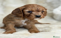 Cavapoo dogs for sale: Stunning health tested Cavapoo puppies - Image 3