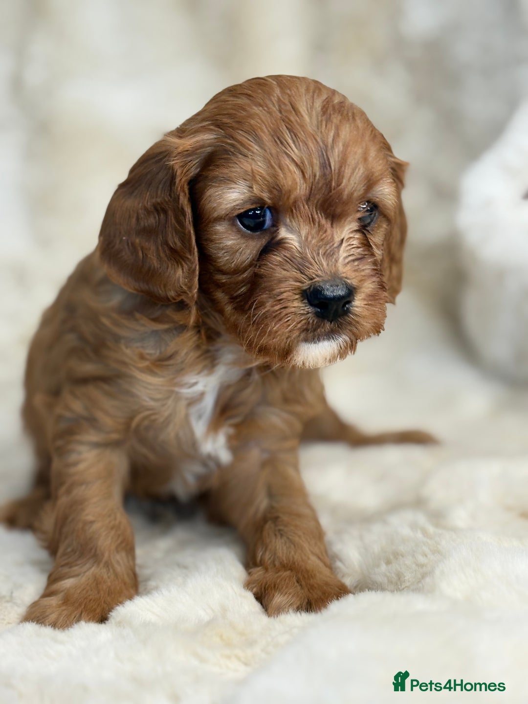 Cavapoo dogs for sale: Stunning health tested Cavapoo puppies - Image 3