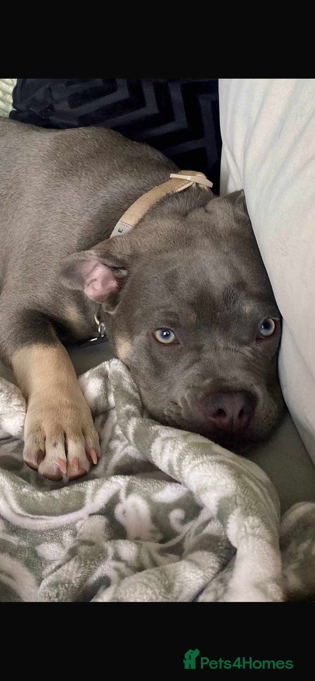 American Bully dogs for sale: Make pocket bully - Advert 3