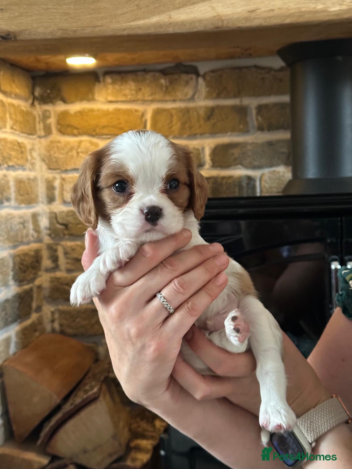 Cavalier King Charles Spaniel dogs Fully Health Tested Blenheim CKCS Puppies - Advert 11