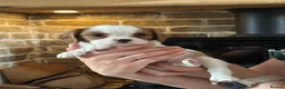 Cavalier King Charles Spaniel dogs for sale: Fully Health Tested Blenheim CKCS Puppies - Advert 14