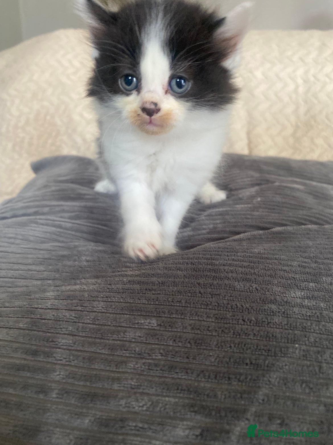 Mixed Breed cats tuxedo fluffy cat  - Advert 1
