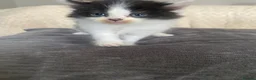 Mixed Breed cats for sale: tuxedo fluffy cat  - Advert 1