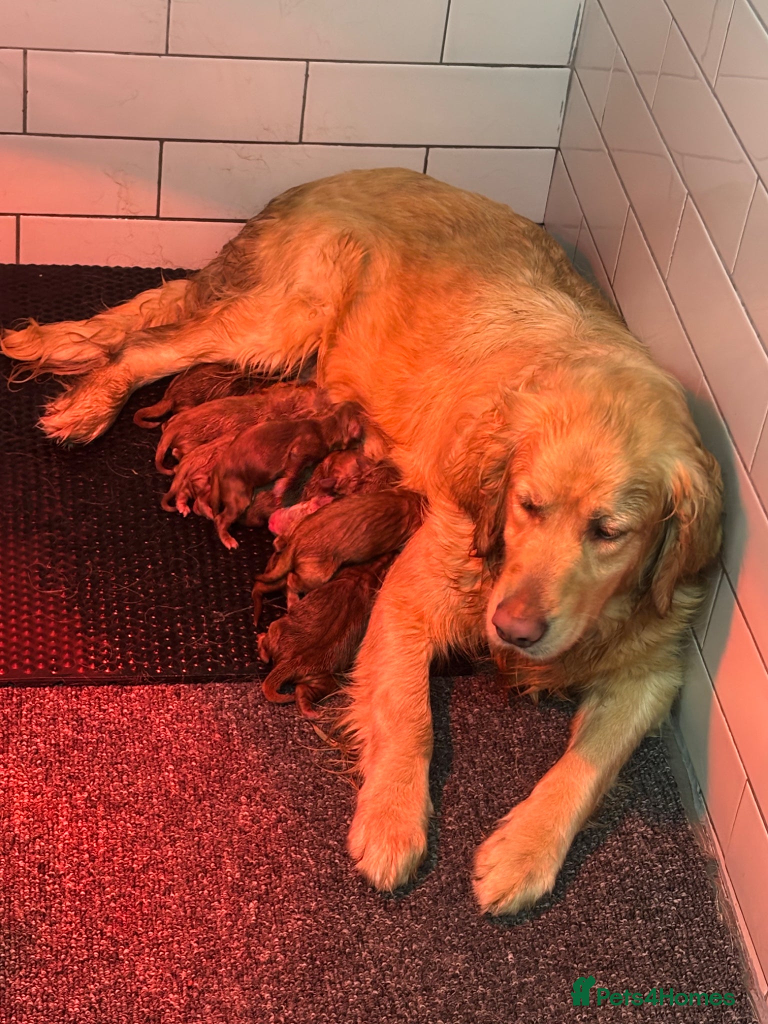 Goldendoodle dogs Golden doodles fully vaccinated ready to leave - Advert 1