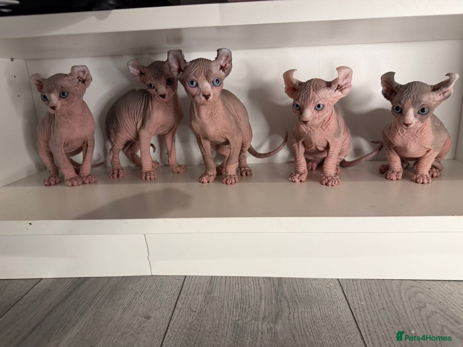 Sphynx cats Elf Sphynx kittenss - Advert 19