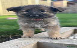 German Shepherd dogs for sale: German shepherd pups  - Image 17